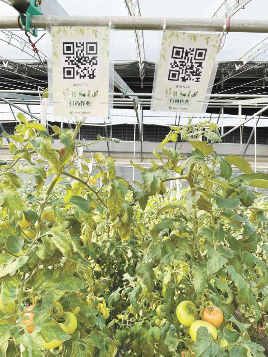 智慧大棚工人通過掃描二維碼，便可查詢當前的作業情況?！吨袊侣劇穲?魏寒冰 攝