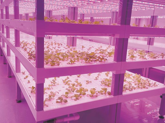 在物美植物工廠里，通過LED燈的照射，蔬菜散發勃勃生機。受訪者供圖